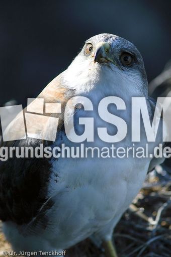 Rotrückenbussard (3 von 19).jpg